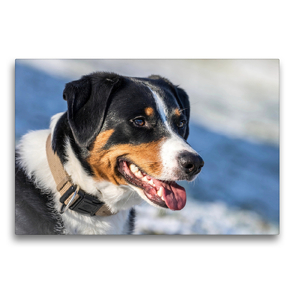 Premium Textil-Leinwand 75 x 50 cm Quer-Format Appenzeller Sennenhund | Wandbild, HD-Bild auf Keilrahmen, Fertigbild auf hochwertigem Vlies, Leinwanddruck von SchnelleWelten