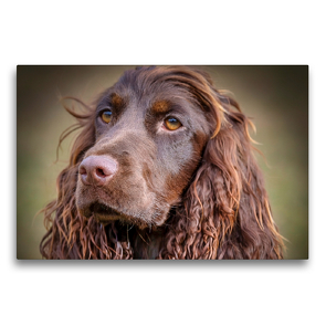 Premium Textil-Leinwand 75 x 50 cm Quer-Format Arroganter Cocker Spaniel | Wandbild, HD-Bild auf Keilrahmen, Fertigbild auf hochwertigem Vlies, Leinwanddruck von wuffclick-pic