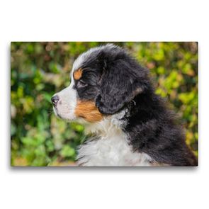 Premium Textil-Leinwand 75 x 50 cm Quer-Format Auch er wird einmal ein großer Bär | Wandbild, HD-Bild auf Keilrahmen, Fertigbild auf hochwertigem Vlies, Leinwanddruck von Sigrid Starick