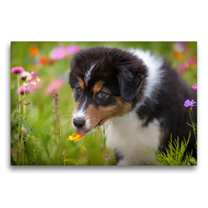 Premium Textil-Leinwand 75 x 50 cm Quer-Format Australian Shepherd Welpe leckt an einer Blüte | Wandbild, HD-Bild auf Keilrahmen, Fertigbild auf hochwertigem Vlies, Leinwanddruck von Annett Mirsberger www.tierpfoto.de