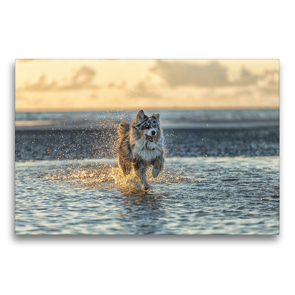 Premium Textil-Leinwand 75 x 50 cm Quer-Format Australian Shepherd badet in der Nordsee | Wandbild, HD-Bild auf Keilrahmen, Fertigbild auf hochwertigem Vlies, Leinwanddruck von Annett Mirsberger