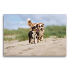 Premium Textil-Leinwand 75 x 50 cm Quer-Format Australian Shepherd spielt mit Aussiewelpe am Strand | Wandbild, HD-Bild auf Keilrahmen, Fertigbild auf hochwertigem Vlies, Leinwanddruck von Annett Mirsberger www.annettmirsberger.de