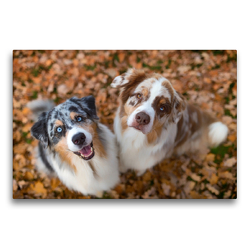 Premium Textil-Leinwand 75 x 50 cm Quer-Format Australian Shepherds schauen erwartungsvoll in die Kamera , gibt es ein Leckerchen? | Wandbild, HD-Bild auf Keilrahmen, Fertigbild auf hochwertigem Vlies, Leinwanddruck von Annett Mirsberger