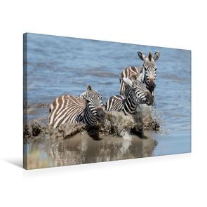 Premium Textil-Leinwand 75 x 50 cm Quer-Format Badespaß der Zebras | Wandbild, HD-Bild auf Keilrahmen, Fertigbild auf hochwertigem Vlies, Leinwanddruck von Ingo Gerlach