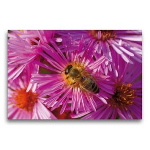 Premium Textil-Leinwand 75 x 50 cm Quer-Format Biene auf rosa Aster | Wandbild, HD-Bild auf Keilrahmen, Fertigbild auf hochwertigem Vlies, Leinwanddruck von Kattobello