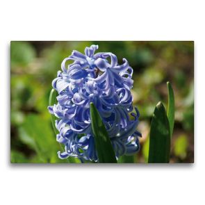 Premium Textil-Leinwand 75 x 50 cm Quer-Format Blaue Hyazinthe (Hyacinthus) | Wandbild, HD-Bild auf Keilrahmen, Fertigbild auf hochwertigem Vlies, Leinwanddruck von kattobello