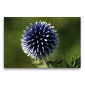 Premium Textil-Leinwand 75 x 50 cm Quer-Format Blaue Kugeldistel (Echinops) | Wandbild, HD-Bild auf Keilrahmen, Fertigbild auf hochwertigem Vlies, Leinwanddruck von kattobello