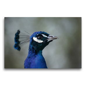 Premium Textil-Leinwand 75 x 50 cm Quer-Format Blauer Pfau Portrait | Wandbild, HD-Bild auf Keilrahmen, Fertigbild auf hochwertigem Vlies, Leinwanddruck von Kattobello