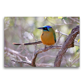 Premium Textil-Leinwand 75 x 50 cm Quer-Format Blauscheitelmotmot (Momotus Momota) | Wandbild, HD-Bild auf Keilrahmen, Fertigbild auf hochwertigem Vlies, Leinwanddruck von © viaje.ch