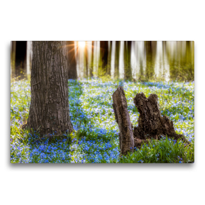 Premium Textil-Leinwand 75 x 50 cm Quer-Format Blausternchen | Wandbild, HD-Bild auf Keilrahmen, Fertigbild auf hochwertigem Vlies, Leinwanddruck von Tilo Grellmann Photography