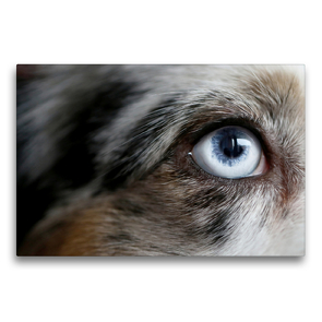 Premium Textil-Leinwand 75 x 50 cm Quer-Format Blue Merle Auge von einem American Shepherd | Wandbild, HD-Bild auf Keilrahmen, Fertigbild auf hochwertigem Vlies, Leinwanddruck von Youlia