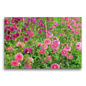 Premium Textil-Leinwand 75 x 50 cm Quer-Format Blumenbeet mit Dahlien | Wandbild, HD-Bild auf Keilrahmen, Fertigbild auf hochwertigem Vlies, Leinwanddruck von Anja Frost