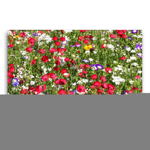 Premium Textil-Leinwand 75 x 50 cm Quer-Format Blumenwiese mit Rotem Lein | Wandbild, HD-Bild auf Keilrahmen, Fertigbild auf hochwertigem Vlies, Leinwanddruck von Gisela Kruse