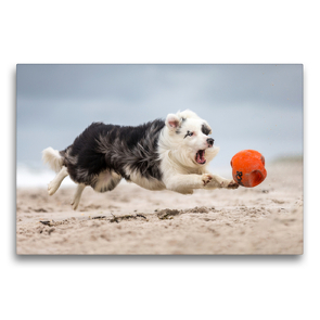 Premium Textil-Leinwand 75 x 50 cm Quer-Format Border Collie beim Ballspiel | Wandbild, HD-Bild auf Keilrahmen, Fertigbild auf hochwertigem Vlies, Leinwanddruck von Annett Mirsberger