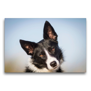 Premium Textil-Leinwand 75 x 50 cm Quer-Format Border Collie – mein treuer Begleiter | Wandbild, HD-Bild auf Keilrahmen, Fertigbild auf hochwertigem Vlies, Leinwanddruck von Barbara Homolka