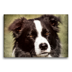 Premium Textil-Leinwand 75 x 50 cm Quer-Format Border Collie | Wandbild, HD-Bild auf Keilrahmen, Fertigbild auf hochwertigem Vlies, Leinwanddruck von Kattobello