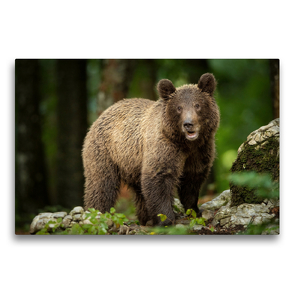 Premium Textil-Leinwand 75 x 50 cm Quer-Format Braunbär | Wandbild, HD-Bild auf Keilrahmen, Fertigbild auf hochwertigem Vlies, Leinwanddruck von Johann Schörkhuber
