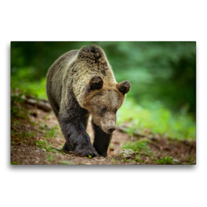 Premium Textil-Leinwand 75 x 50 cm Quer-Format Braunbär | Wandbild, HD-Bild auf Keilrahmen, Fertigbild auf hochwertigem Vlies, Leinwanddruck von Johann Schörkhuber