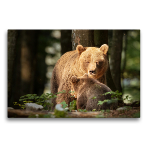Premium Textil-Leinwand 75 x 50 cm Quer-Format Braunbären | Wandbild, HD-Bild auf Keilrahmen, Fertigbild auf hochwertigem Vlies, Leinwanddruck von Johann Schörkhuber
