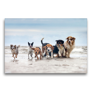 Premium Textil-Leinwand 75 x 50 cm Quer-Format Aussie, Beagle und Co. am Strand | Wandbild, HD-Bild auf Keilrahmen, Fertigbild auf hochwertigem Vlies, Leinwanddruck von Annett Mirsberger