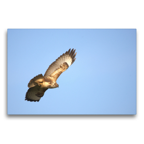 Premium Textil-Leinwand 75 x 50 cm Quer-Format Bussard im Gleitflug | Wandbild, HD-Bild auf Keilrahmen, Fertigbild auf hochwertigem Vlies, Leinwanddruck von Kevin Andreas Lederle