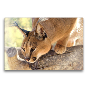 Premium Textil-Leinwand 75 x 50 cm Quer-Format Caracal – Namibia | Wandbild, HD-Bild auf Keilrahmen, Fertigbild auf hochwertigem Vlies, Leinwanddruck von Astrid Ziemer