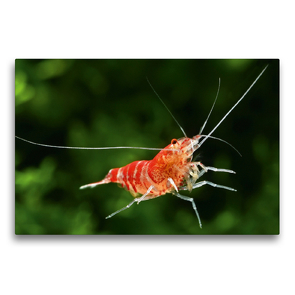 Premium Textil-Leinwand 75 x 50 cm Quer-Format Caridina logemanni – Crystal Red | Wandbild, HD-Bild auf Keilrahmen, Fertigbild auf hochwertigem Vlies, Leinwanddruck von Rudolf Pohlmann