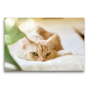 Premium Textil-Leinwand 75 x 50 cm Quer-Format Casper | Wandbild, HD-Bild auf Keilrahmen, Fertigbild auf hochwertigem Vlies, Leinwanddruck von N N