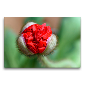 Premium Textil-Leinwand 75 x 50 cm Quer-Format Das rote Seidentuch – roter Mohn | Wandbild, HD-Bild auf Keilrahmen, Fertigbild auf hochwertigem Vlies, Leinwanddruck von HerzogPictures