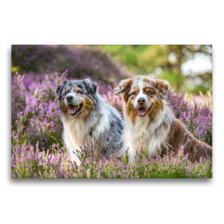 Premium Textil-Leinwand 75 x 50 cm Quer-Format Zwei Australian Shepherds sitzen strahlend in der lila Heidelandschaft | Wandbild, HD-Bild auf Keilrahmen, Fertigbild auf hochwertigem Vlies, Leinwanddruck von Annett Mirsberger