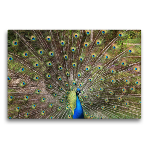 Premium Textil-Leinwand 75 x 50 cm Quer-Format Ein Pfau schlägt sein Rad | Wandbild, HD-Bild auf Keilrahmen, Fertigbild auf hochwertigem Vlies, Leinwanddruck von Gisela Kruse