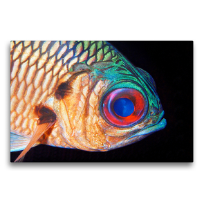 Premium Textil-Leinwand 75 x 50 cm Quer-Format Ein Soldatenfisch im Freiwasser – eine tolle Begegnung! | Wandbild, HD-Bild auf Keilrahmen, Fertigbild auf hochwertigem Vlies, Leinwanddruck von Ute Niemann