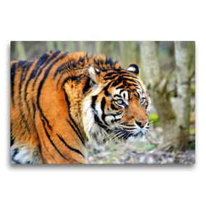 Premium Textil-Leinwand 75 x 50 cm Quer-Format Ein Tiger auf Streifzug | Wandbild, HD-Bild auf Keilrahmen, Fertigbild auf hochwertigem Vlies, Leinwanddruck von Rose Hurley