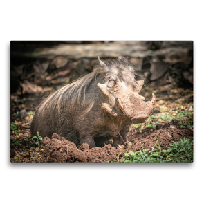 Premium Textil-Leinwand 75 x 50 cm Quer-Format Ein Wildschwein bei Arba Minch, Äthiopien. | Wandbild, HD-Bild auf Keilrahmen, Fertigbild auf hochwertigem Vlies, Leinwanddruck von dotmatchbox