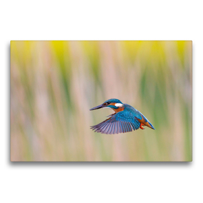 Premium Textil-Leinwand 75 x 50 cm Quer-Format Eisvogel beim Rüttelflug | Wandbild, HD-Bild auf Keilrahmen, Fertigbild auf hochwertigem Vlies, Leinwanddruck von Wilfried Martin