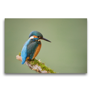 Premium Textil-Leinwand 75 x 50 cm Quer-Format Eisvogel | Wandbild, HD-Bild auf Keilrahmen, Fertigbild auf hochwertigem Vlies, Leinwanddruck von Johann Schörkhuber
