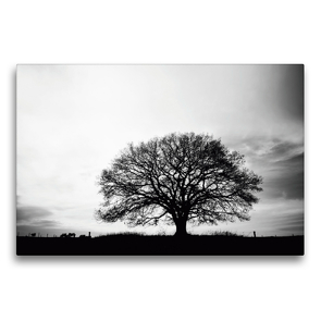 Premium Textil-Leinwand 75 x 50 cm Quer-Format Emotionale Momente: Black & White Fineart – die Eiche. / CH-Version | Wandbild, HD-Bild auf Keilrahmen, Fertigbild auf hochwertigem Vlies, Leinwanddruck von Ingo Gerlach GDT