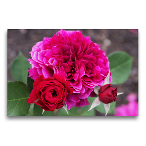 Premium Textil-Leinwand 75 x 50 cm Quer-Format Englische Rose Prospero in dunklem Pink | Wandbild, HD-Bild auf Keilrahmen, Fertigbild auf hochwertigem Vlies, Leinwanddruck von Gisela Kruse