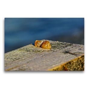 Premium Textil-Leinwand 75 x 50 cm Quer-Format Falsches Ostseegold / kein Bernstein | Wandbild, HD-Bild auf Keilrahmen, Fertigbild auf hochwertigem Vlies, Leinwanddruck von Norbert J. Sülzner / NJS-Photographie