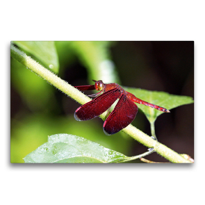 Premium Textil-Leinwand 75 x 50 cm Quer-Format Feuerlibelle, Borneo | Wandbild, HD-Bild auf Keilrahmen, Fertigbild auf hochwertigem Vlies, Leinwanddruck von Michael Herzog
