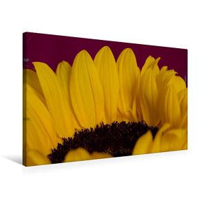 Premium Textil-Leinwand 75 x 50 cm Quer-Format Flower-Power | Wandbild, HD-Bild auf Keilrahmen, Fertigbild auf hochwertigem Vlies, Leinwanddruck von Andreas Levi – PHOTOmedia++ von Levi - PHOTOmedia++,  Andreas