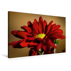 Premium Textil-Leinwand 75 x 50 cm Quer-Format Flower-Power | Wandbild, HD-Bild auf Keilrahmen, Fertigbild auf hochwertigem Vlies, Leinwanddruck von Andreas Levi – PHOTOmedia++ von Levi - PHOTOmedia++,  Andreas