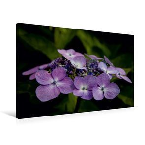 Premium Textil-Leinwand 75 x 50 cm Quer-Format Flower-Power | Wandbild, HD-Bild auf Keilrahmen, Fertigbild auf hochwertigem Vlies, Leinwanddruck von Andreas Levi – PHOTOmedia++ von Levi - PHOTOmedia++,  Andreas