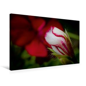 Premium Textil-Leinwand 75 x 50 cm Quer-Format Flower-Power | Wandbild, HD-Bild auf Keilrahmen, Fertigbild auf hochwertigem Vlies, Leinwanddruck von Andreas Levi – PHOTOmedia++ von Levi - PHOTOmedia++,  Andreas