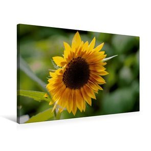 Premium Textil-Leinwand 75 x 50 cm Quer-Format Flower-Power | Wandbild, HD-Bild auf Keilrahmen, Fertigbild auf hochwertigem Vlies, Leinwanddruck von Andreas Levi – PHOTOmedia++ von Levi - PHOTOmedia++,  Andreas