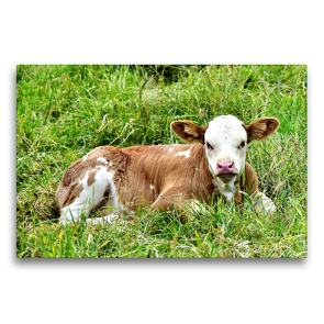 Premium Textil-Leinwand 75 x 50 cm Quer-Format Fotoserie Rinder und Kälber auf den Wiesen der Eifel – Foto Jean-Louis Glineur | Wandbild, HD-Bild auf Keilrahmen, Fertigbild auf hochwertigem Vlies, Leinwanddruck von Jean-Louis Glineur