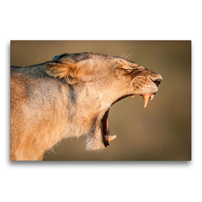 Premium Textil-Leinwand 75 x 50 cm Quer-Format Gähnende Löwin in der Masai Mara in Kenia. | Wandbild, HD-Bild auf Keilrahmen, Fertigbild auf hochwertigem Vlies, Leinwanddruck von Ingo Gerlach