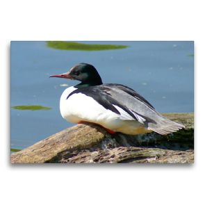 Premium Textil-Leinwand 75 x 50 cm Quer-Format Gänsesäger (Mergus merganser) Männchen | Wandbild, HD-Bild auf Keilrahmen, Fertigbild auf hochwertigem Vlies, Leinwanddruck von kattobello