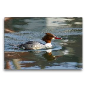 Premium Textil-Leinwand 75 x 50 cm Quer-Format Gänsesäger (Mergus merganser) Weibchen | Wandbild, HD-Bild auf Keilrahmen, Fertigbild auf hochwertigem Vlies, Leinwanddruck von kattobello