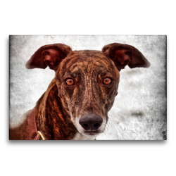 Premium Textil-Leinwand 75 x 50 cm Quer-Format Galgo Espaniol | Wandbild, HD-Bild auf Keilrahmen, Fertigbild auf hochwertigem Vlies, Leinwanddruck von Kattobello